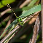 Selten und gefährdet ist die Grüne Flussjunger - Ophiogomphus cecilia