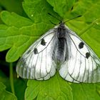 Selten und streng geschützt: der Schwarze Apollo ...