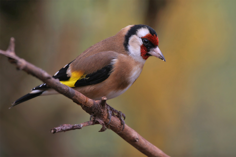 selten zu sehen Foto & Bild tiere, wildlife, wild lebende vögel