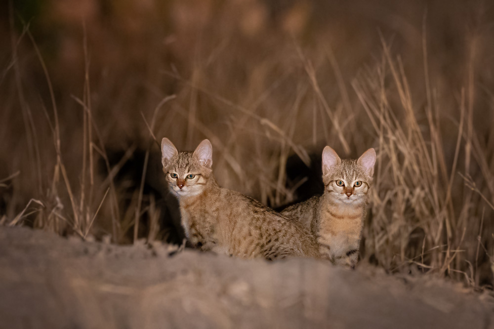 Seltene African Wildcat