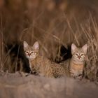 Seltene African Wildcat