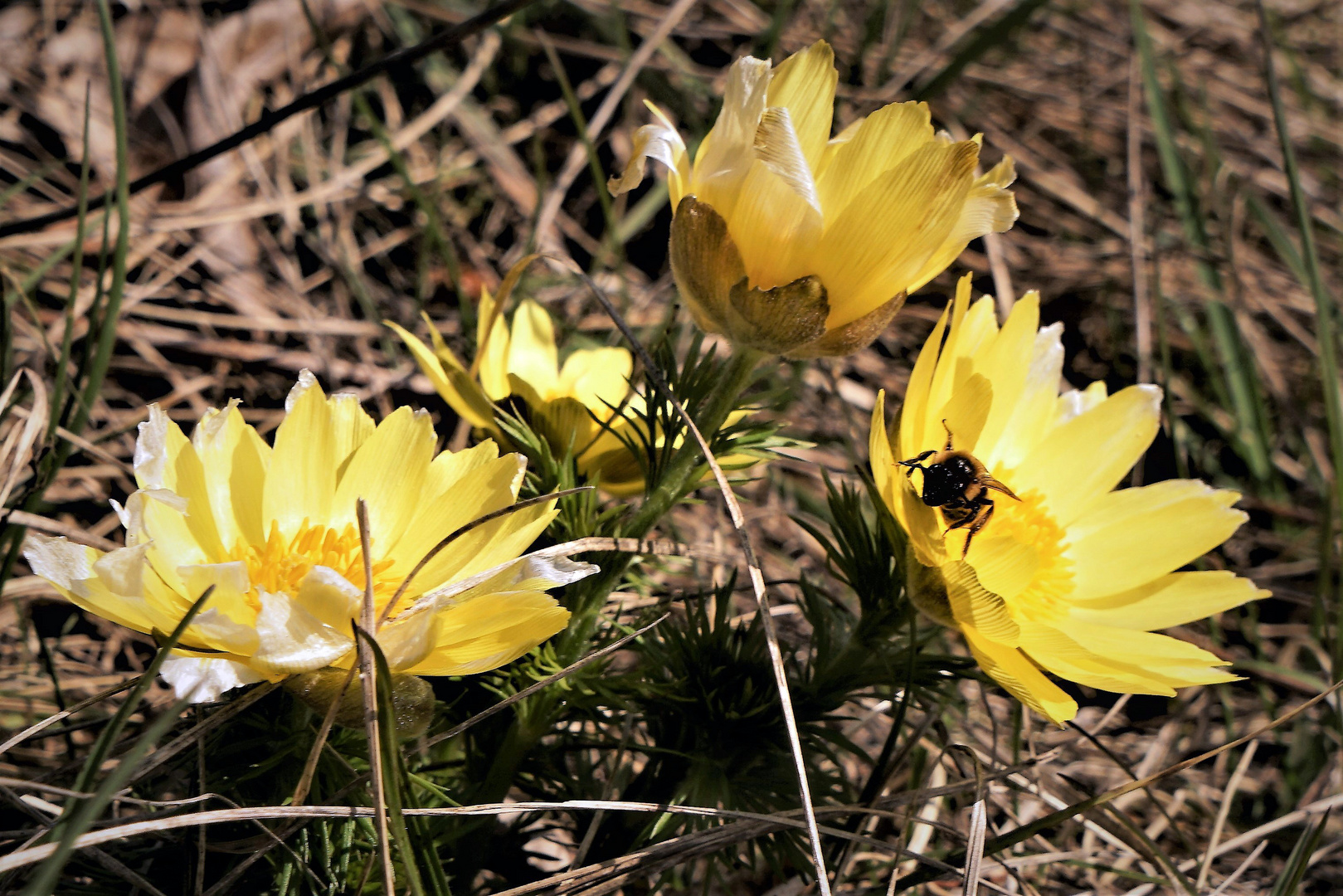 seltene Anemone