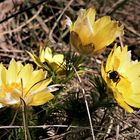 seltene Anemone