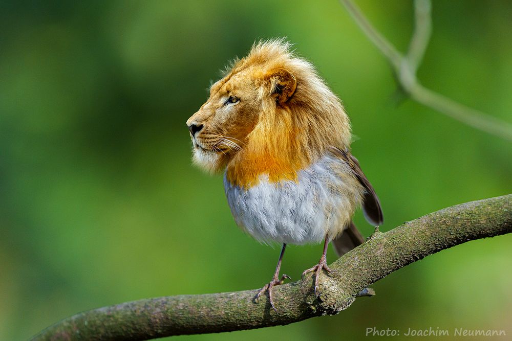 Seltene Arten Löwenkelchen oder Rotlöwchen Foto & Bild tiere, wildlife, säugetiere Bilder auf