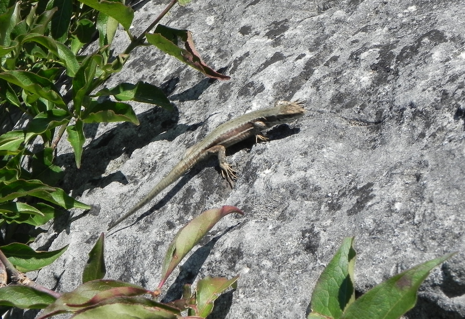 Seltene Aufnahme vom Kärntner Lindwurm