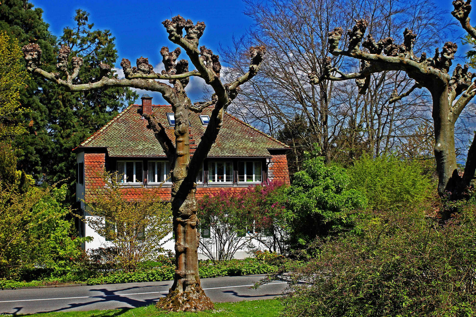 Seltene Bäume vor dem Wohnhaus auf der Insel Mainau Foto & Bild