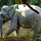 Seltene Begegnung ,ein wilder Elefant !