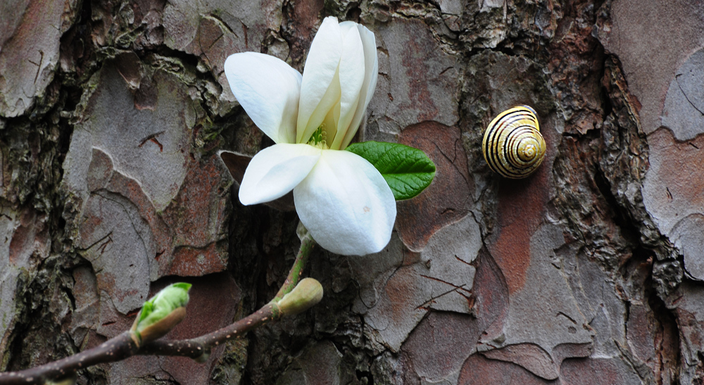 SELTENE BEGEGNUNG-MAGNOLIE MIT SCHNECKE AUF BAUMRINDE