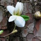 SELTENE BEGEGNUNG-MAGNOLIE MIT SCHNECKE AUF BAUMRINDE