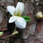 SELTENE BEGEGNUNG-MAGNOLIE MIT SCHNECKE AUF BAUMRINDE