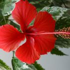 Seltene Blüte des Hibiscus rosa-sinensis