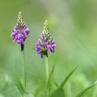 Seltene Blumen ...
