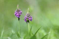 Seltene Blumen ...