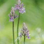 Seltene Blumen ...