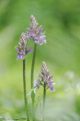 Seltene Blumen ...