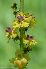 Seltene Blumen ...