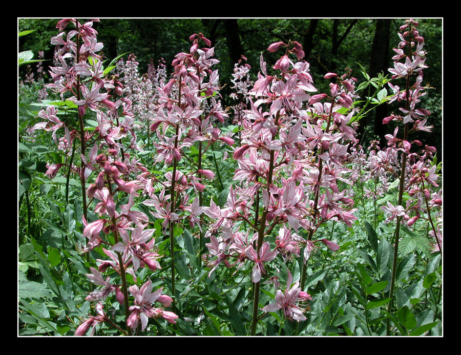 Seltene Blumen