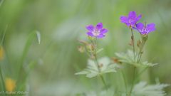 Seltene Blumen ...