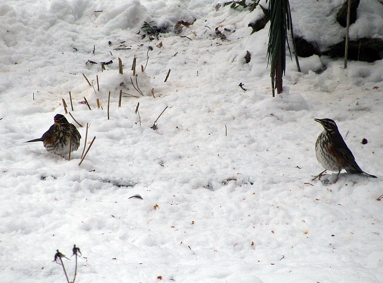 Seltene Gäste am Futterplatz