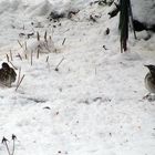 Seltene Gäste am Futterplatz