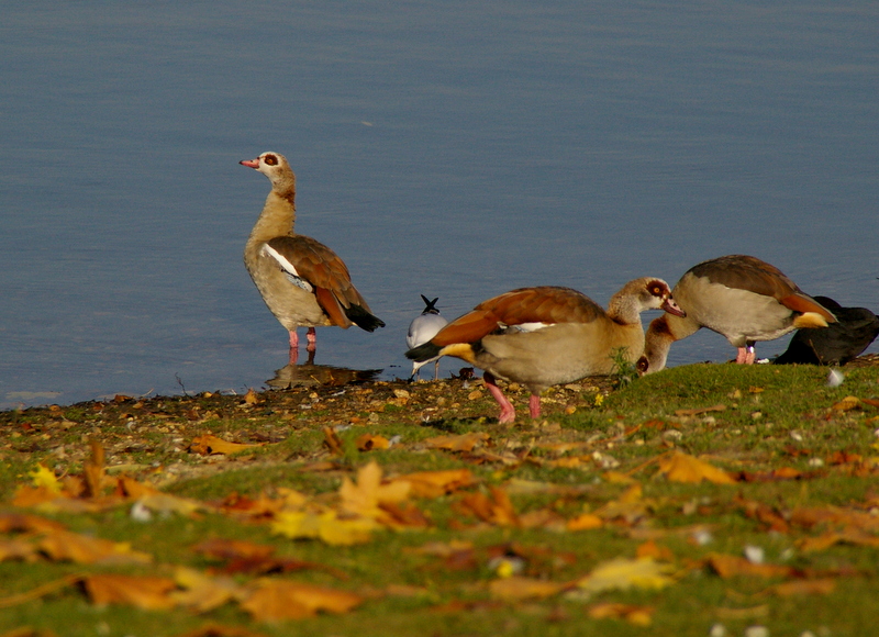 Seltene Gaeste am Lago Laprello in Heinsberg