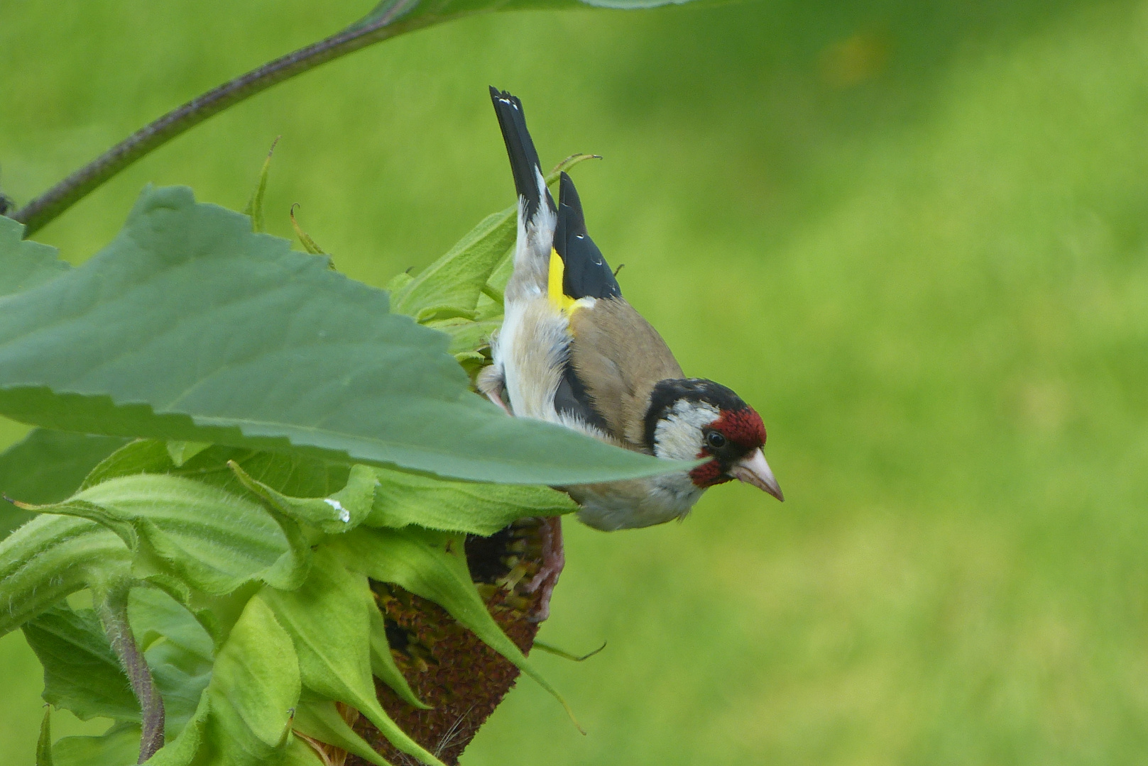 Seltene Gäste im Garten ......