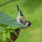 Seltene Gäste im Garten ......