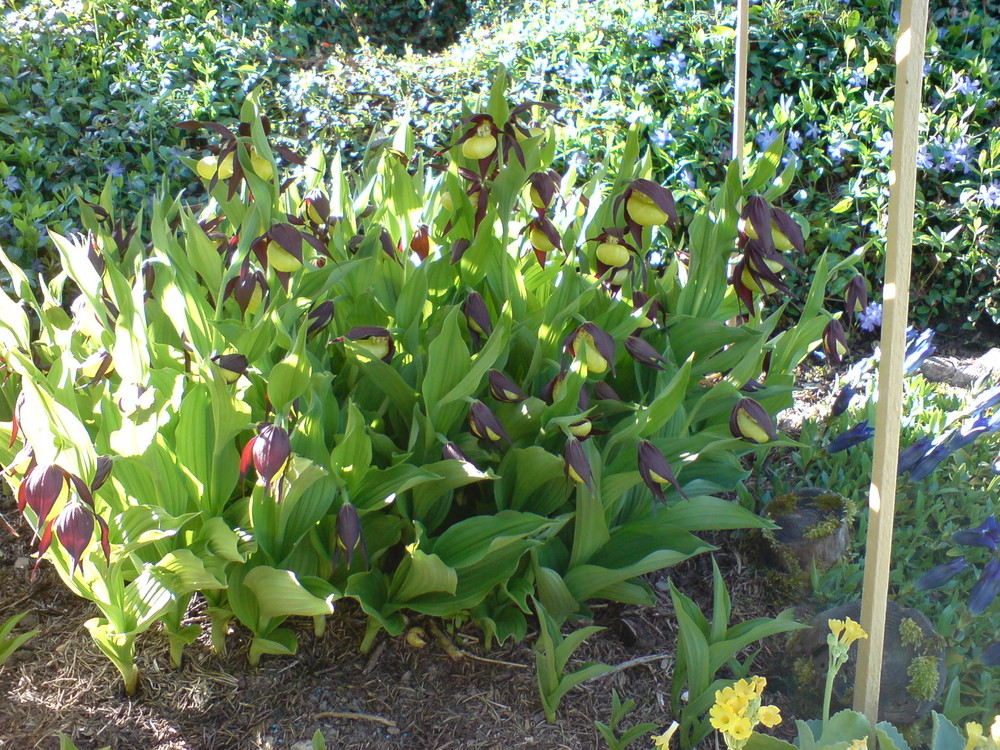 Seltene Gartenblume