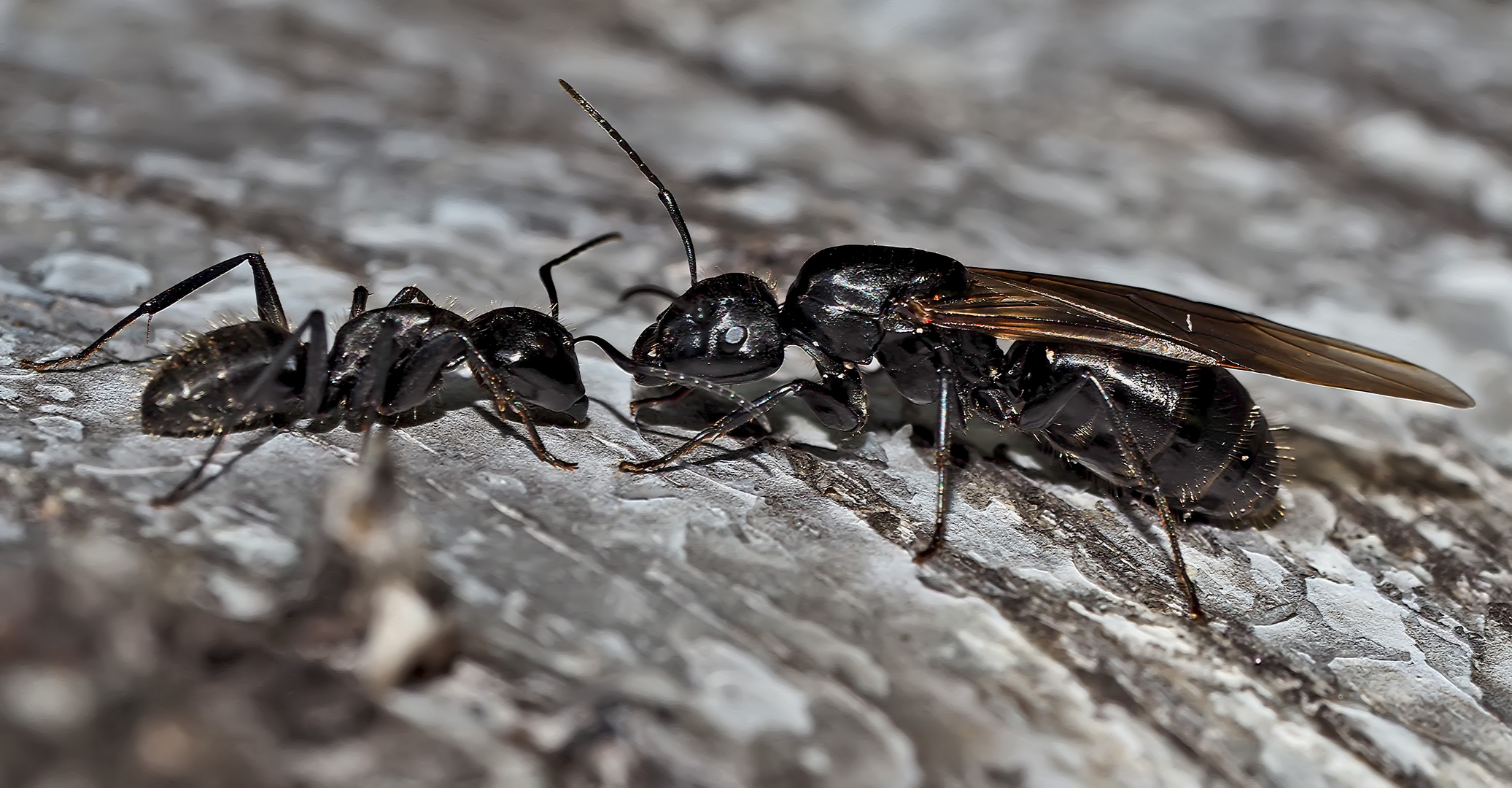 Seltene Haarige Holzameise mit Königin (Camponotus vagus). - La fourmi et la reine!