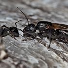 Seltene Haarige Holzameise mit Königin (Camponotus vagus). - La fourmi et la reine!