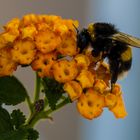 Seltene Hummel