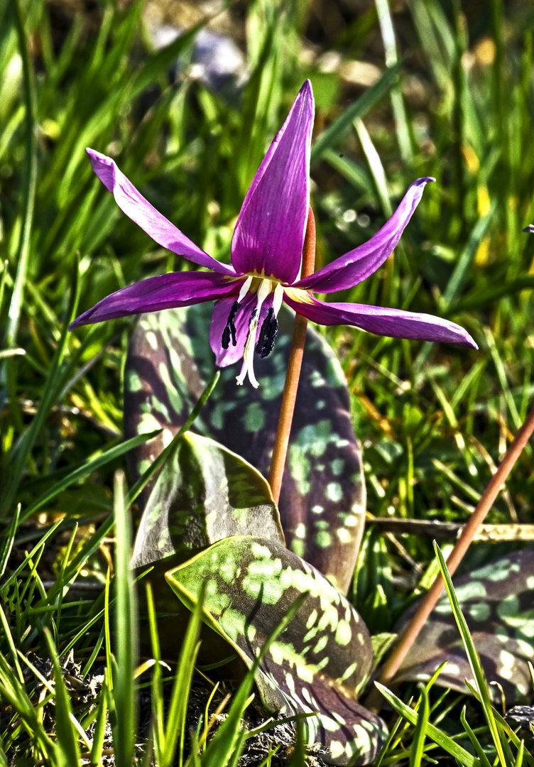 Seltene Hundszahnblüte