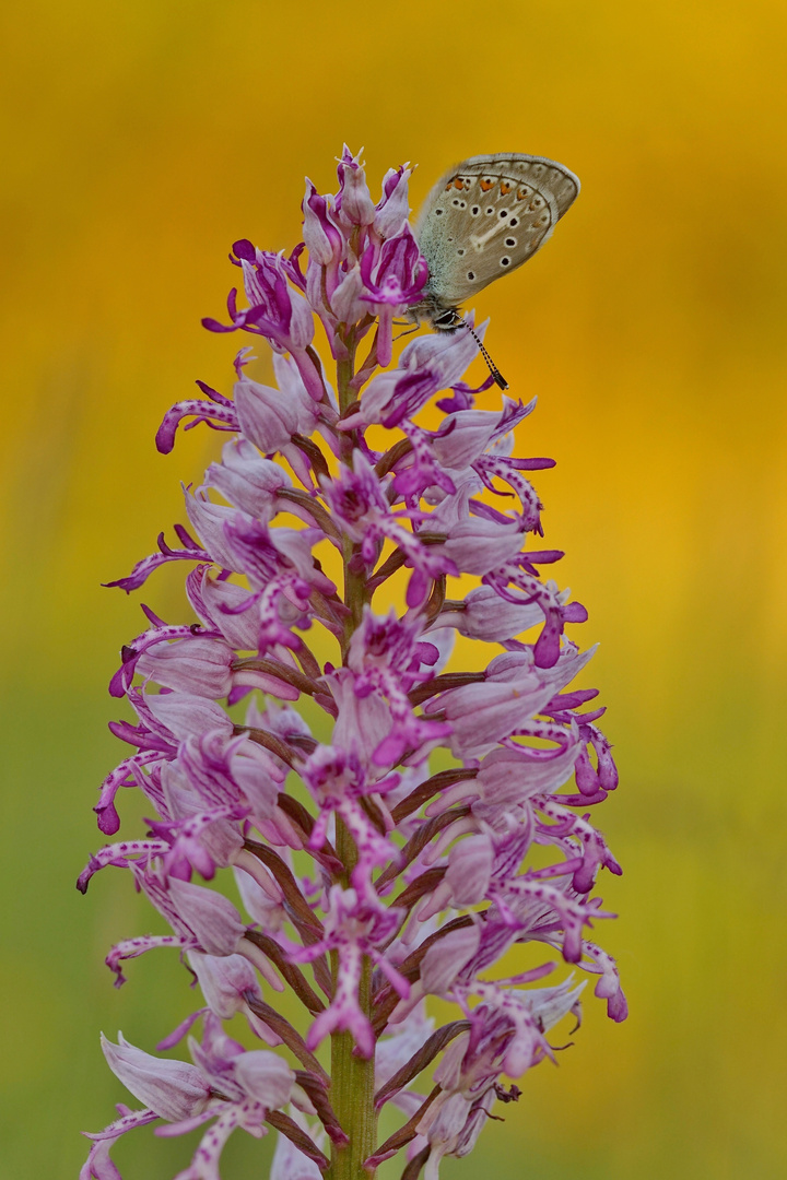 Seltene Kombination mit Orchidee und Bläuling.