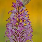 Seltene Kombination mit Orchidee und Bläuling.