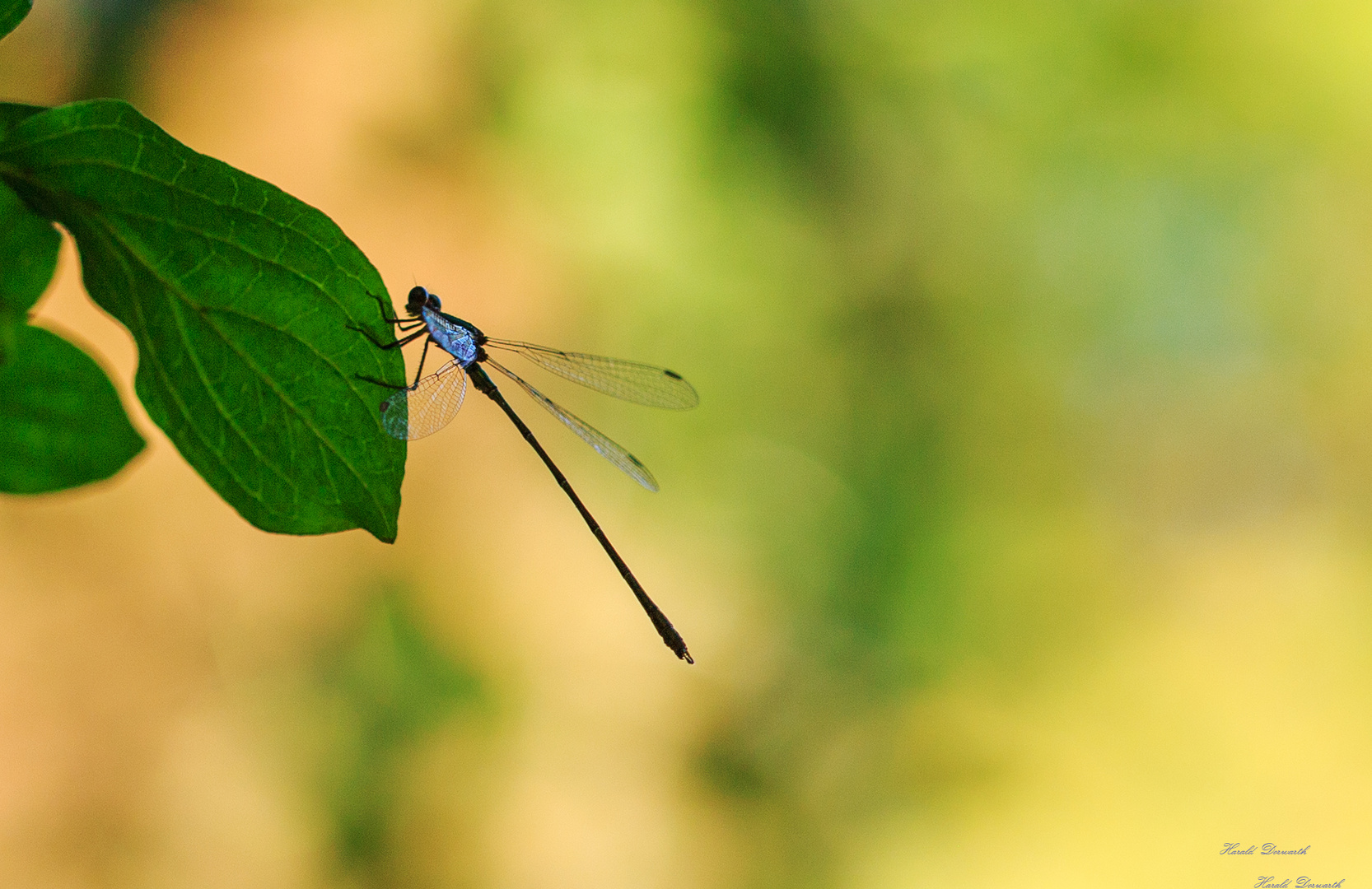 Seltene Libelle am Zeuterner See