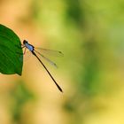 Seltene Libelle am Zeuterner See