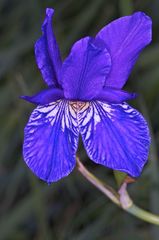 Seltene Lilienart im Ruggeller Riet (Sibirische Schwertlilie)