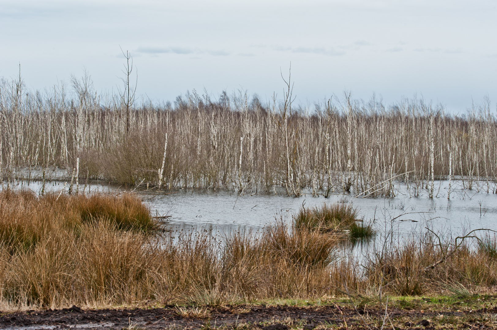 Seltene Moorlandschaft bei Hannover