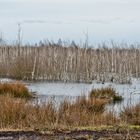 Seltene Moorlandschaft bei Hannover