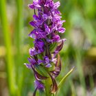 Seltene Orchidee im Moor