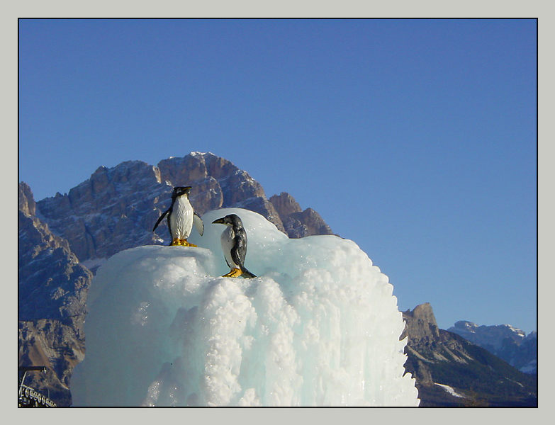 seltene Pinguin-Art gesichtet