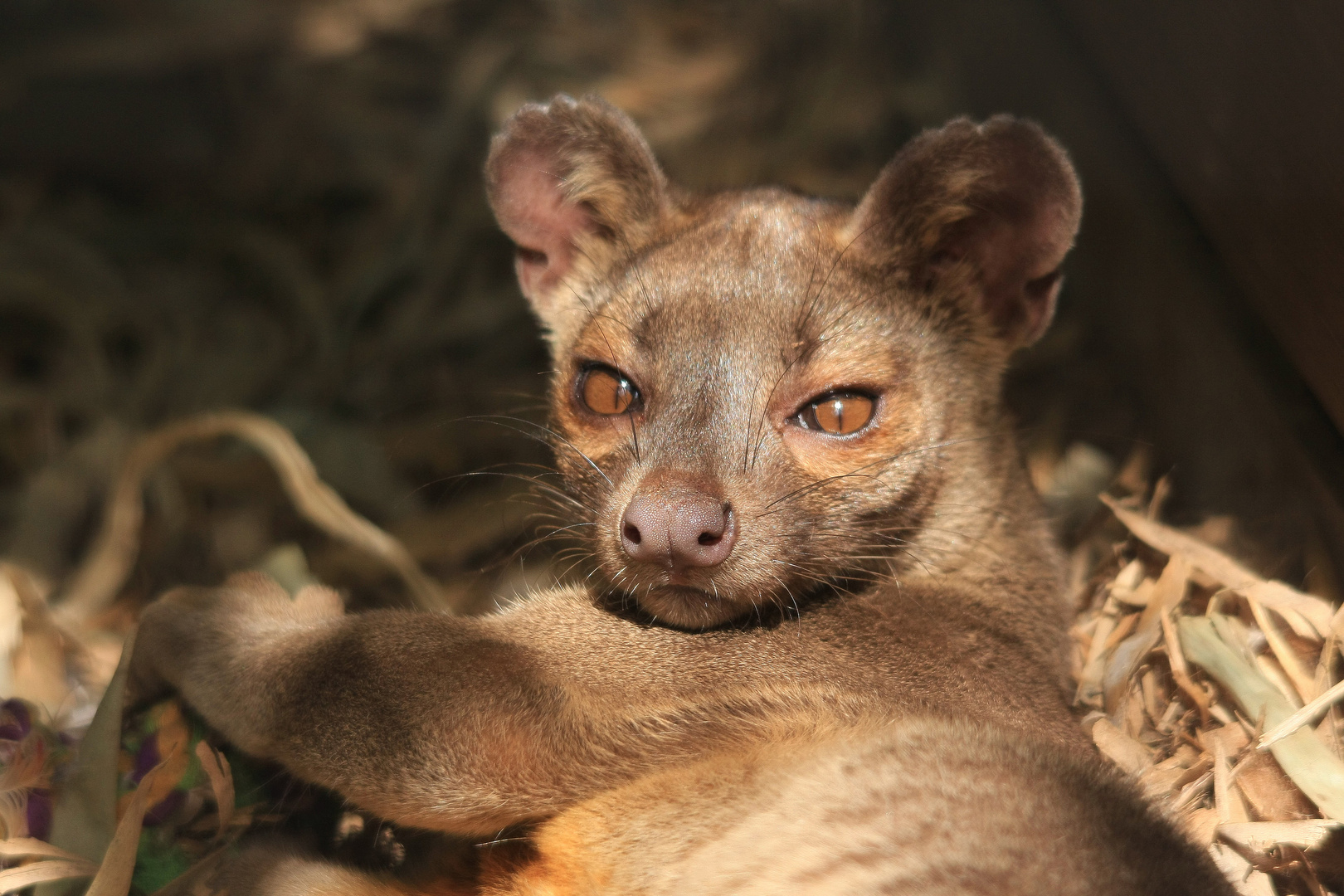 seltene Raubkatze......Fossa