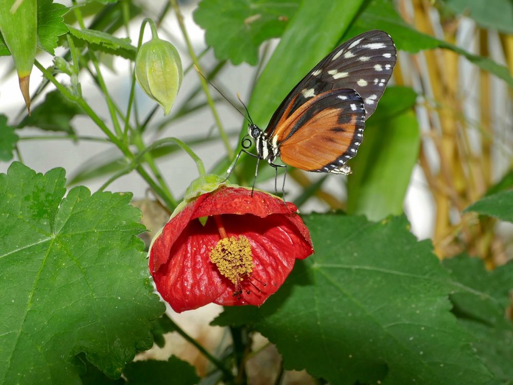 seltene Schmetterlinge 10