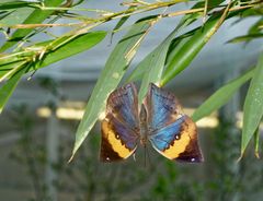 seltene Schmetterlinge 50