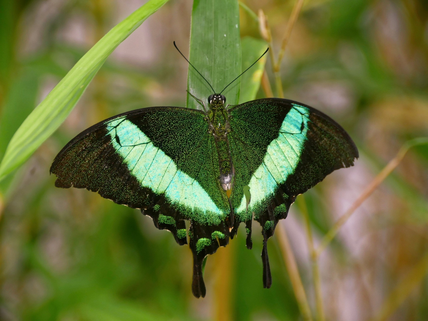 seltene Schmetterlinge 500 Foto & Bild | dokumentation, natur, selten