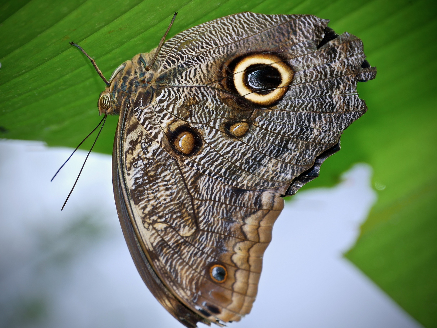 seltene Schmetterlinge 51 Foto & Bild | dokumentation, natur, insekten