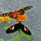 seltene Schmetterlinge 56