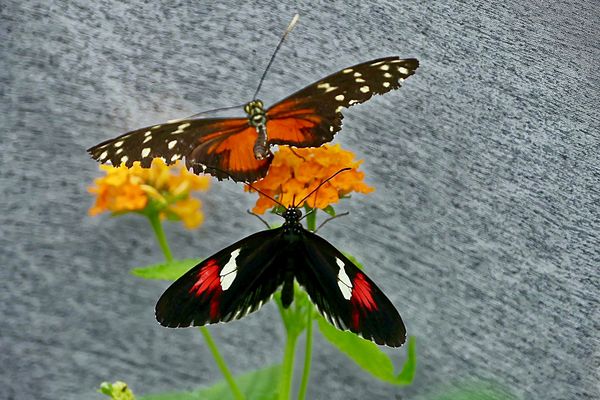 seltene Schmetterlinge 56