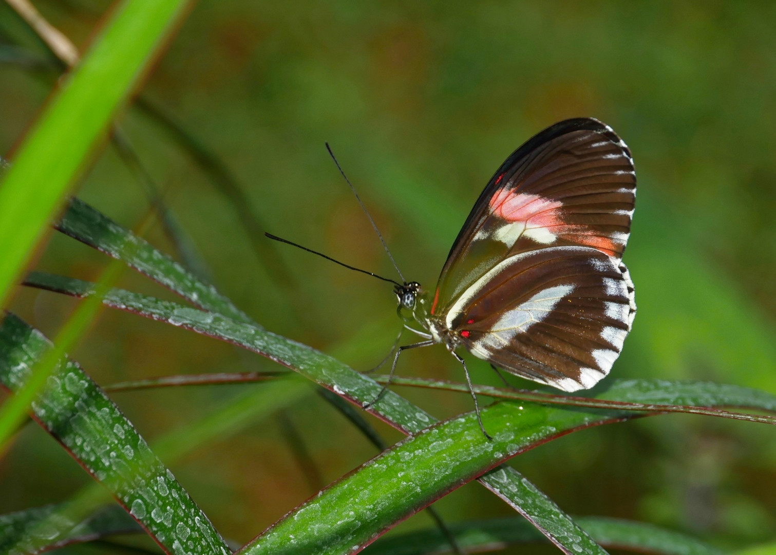 seltene Schmetterlinge 96