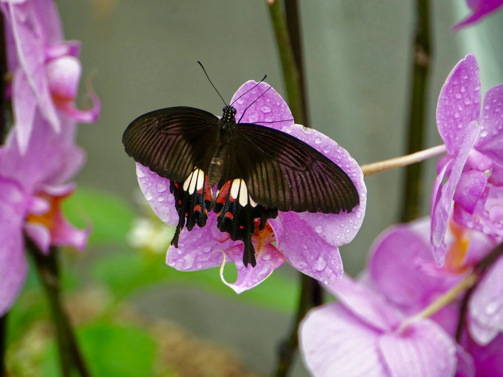 seltene Schmetterlinge